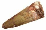 Fossil Spinosaurus Tooth - Real Dinosaur Tooth #234297-1